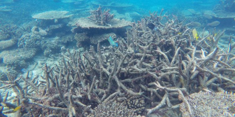 Leeds coral research rated most influential